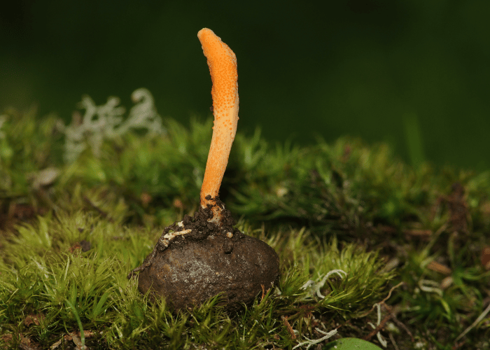 Cordyceps Mushroom