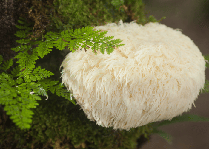 Lions's Mane Mushroom