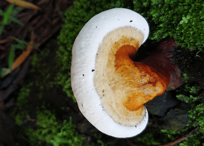 Reishi Mushroom Blog