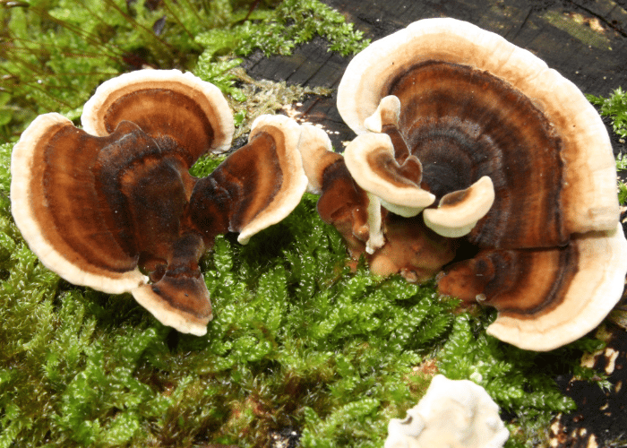 Turkey Tail Mushroom