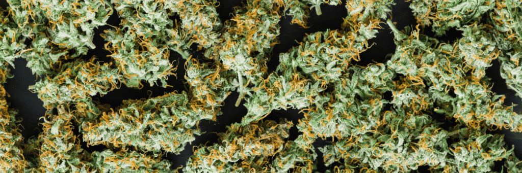 Banner style photo of marijuana buds
