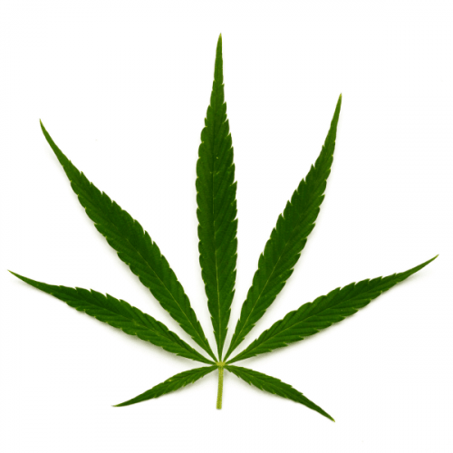 weed-leaf-background
