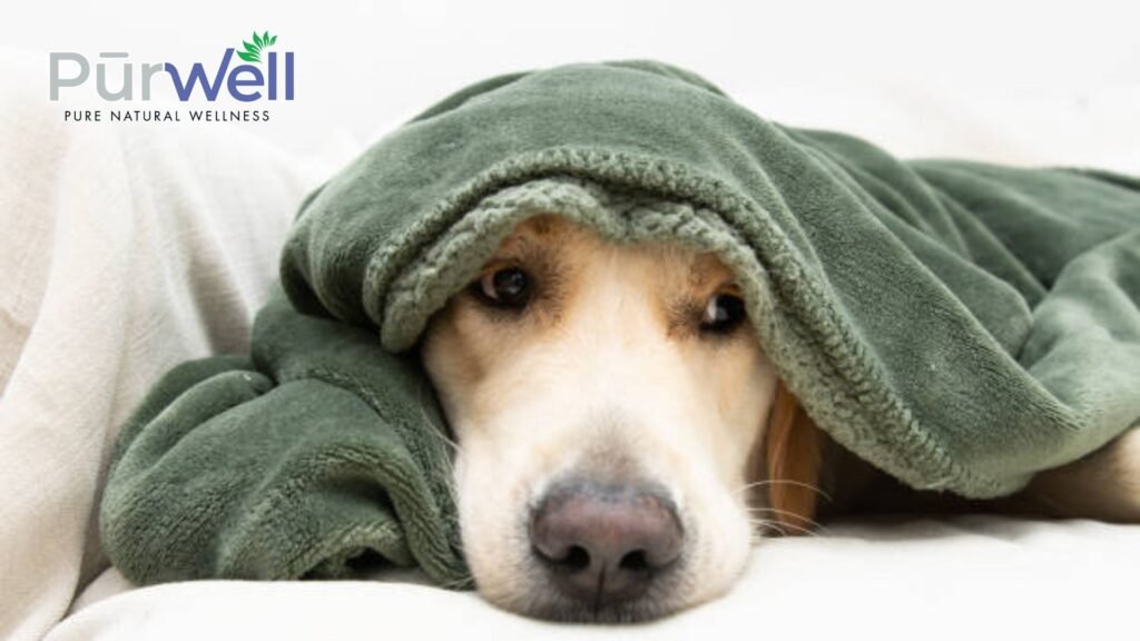 pet anxiety, natural remedies for dog anxiety, cbd pet treats, cbd, cbd dog treats, organic, natural, pet health, cannabis for pet, dog cbd, cat cbd, pet treats